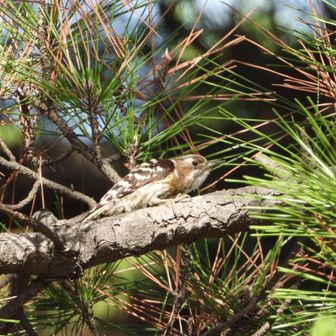 野鳥を見慣れてきたおかげなのか、
コゲラさんを発見。
敵が近くにいるのか、
警戒しながら
移動していました。
（忍者のように、枝の周りをグルグルと・・・）