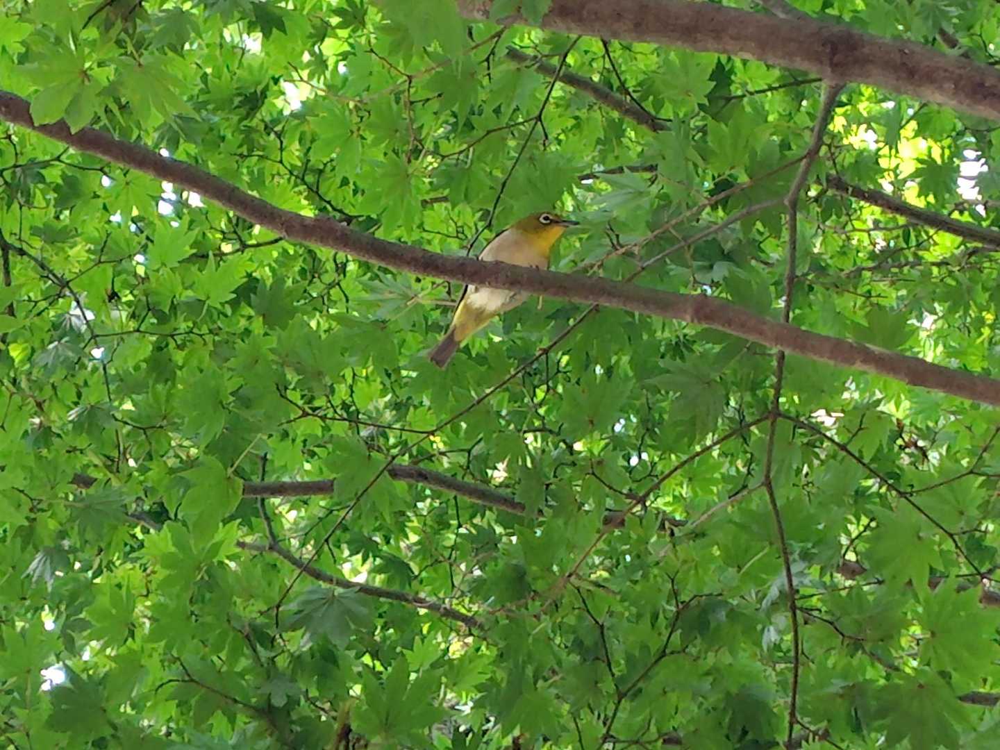 メジロ🐤
