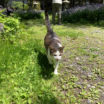 きのこ