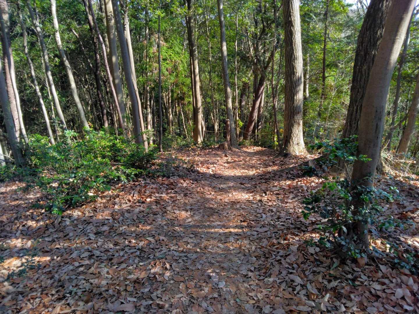 冬枯れの里山
大好き💕