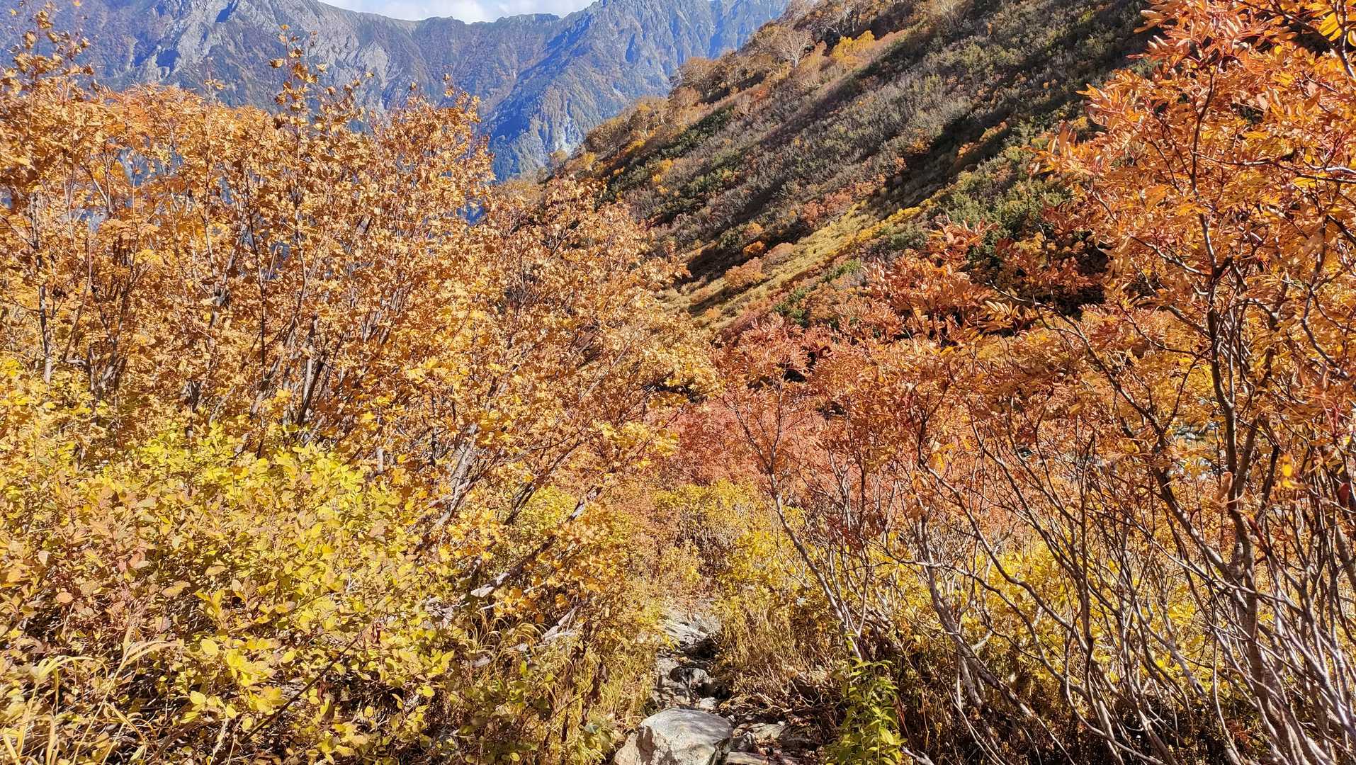 💛🍁🍂🧡
