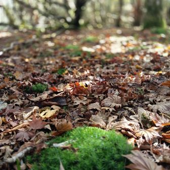 苔と枯れ葉がなんか可愛くて