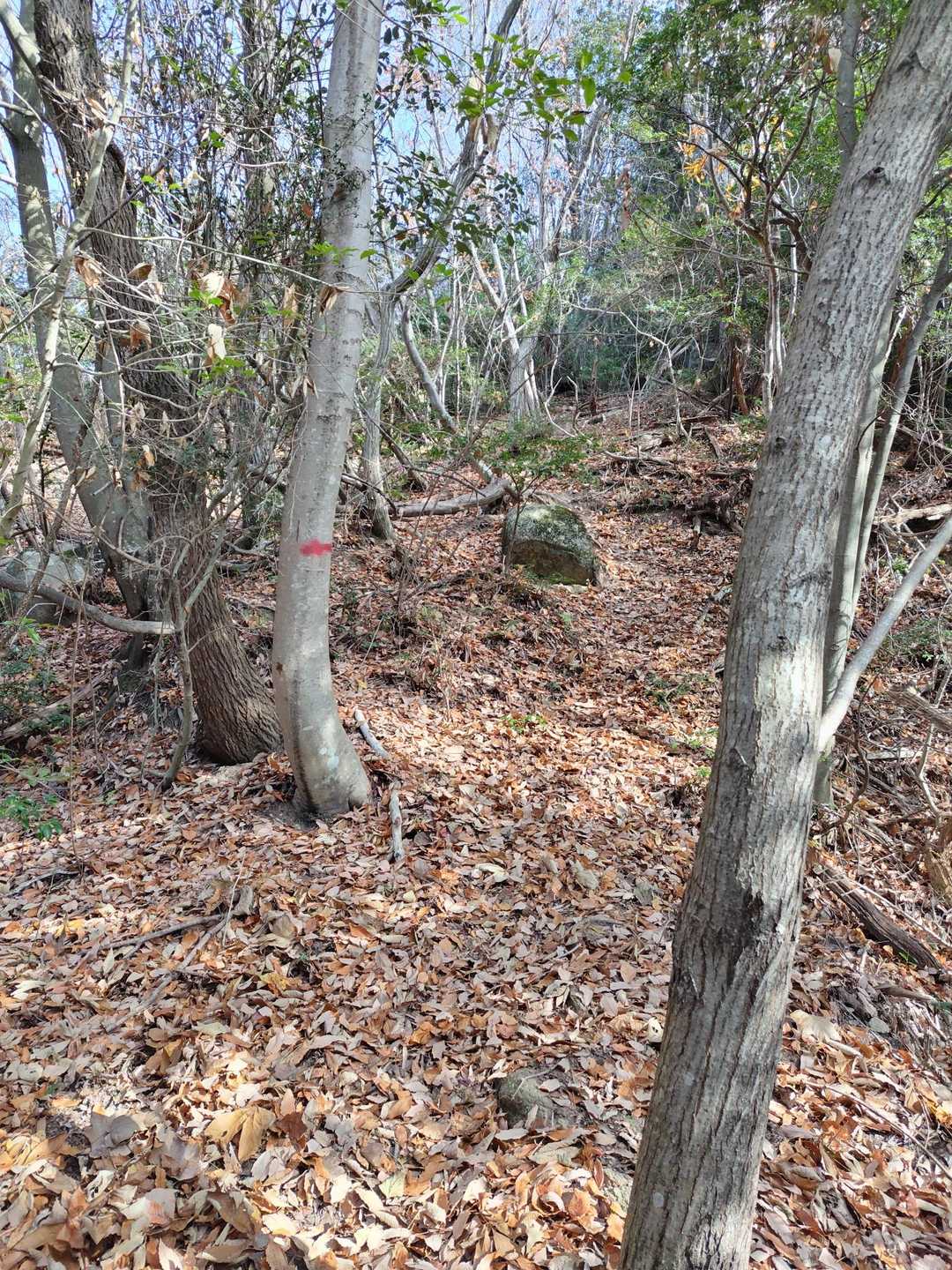 木に赤い印があります。