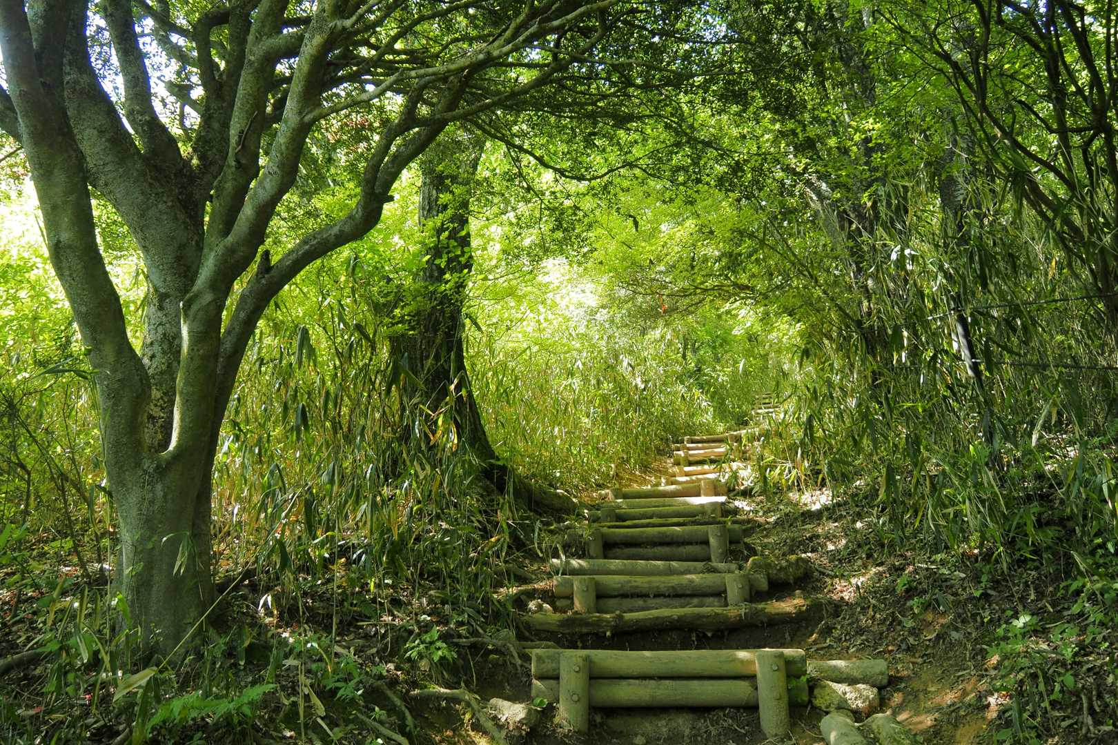 水越峠-葛城山 往復コースの写真