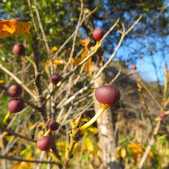 イヌビワも実だけになってました。