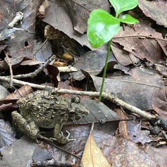 今日出会えた野生動物はカエルさんです。無事カエルです。