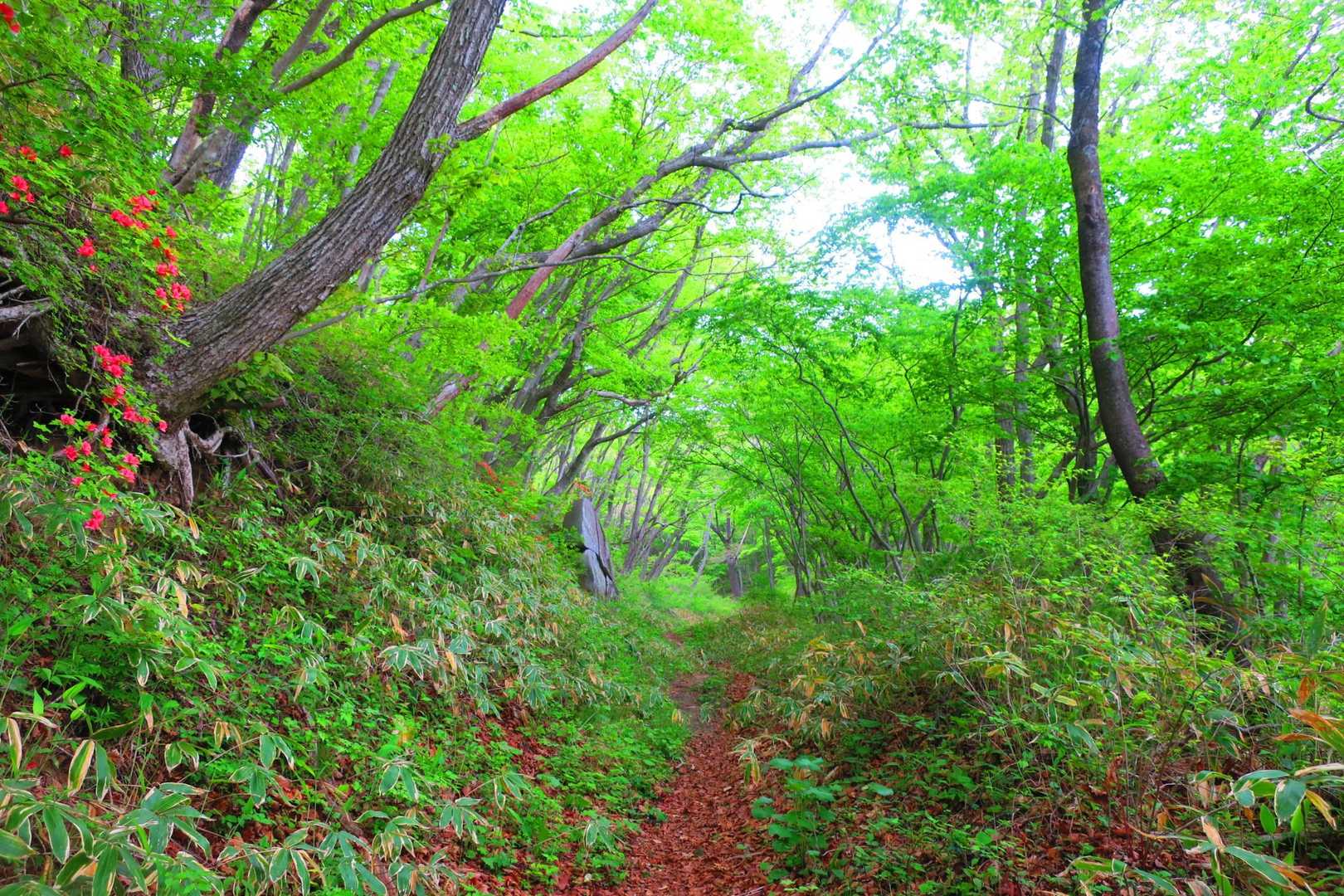 移ヶ岳 周回コースの写真