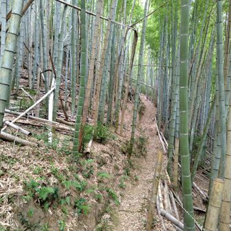 しばらくは竹林
よく歩かれたいい道です