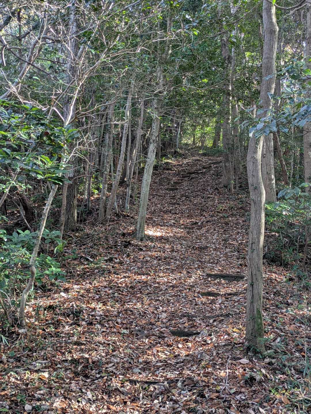 茶臼山西口登山道入口-茶臼山-茶臼山南口登山道入口 往復コースの写真