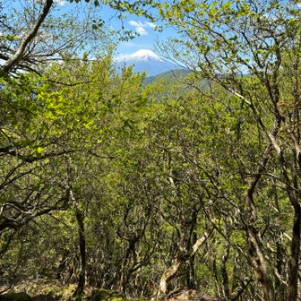 振り返りながら隙間から富士山。
