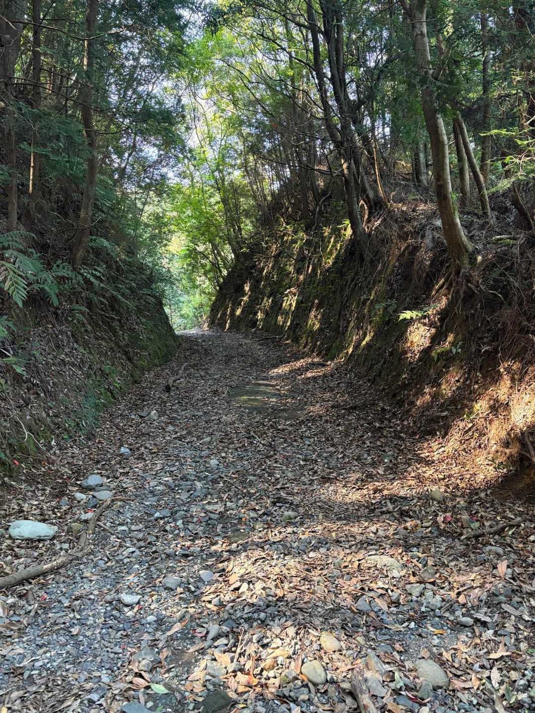 素敵な道