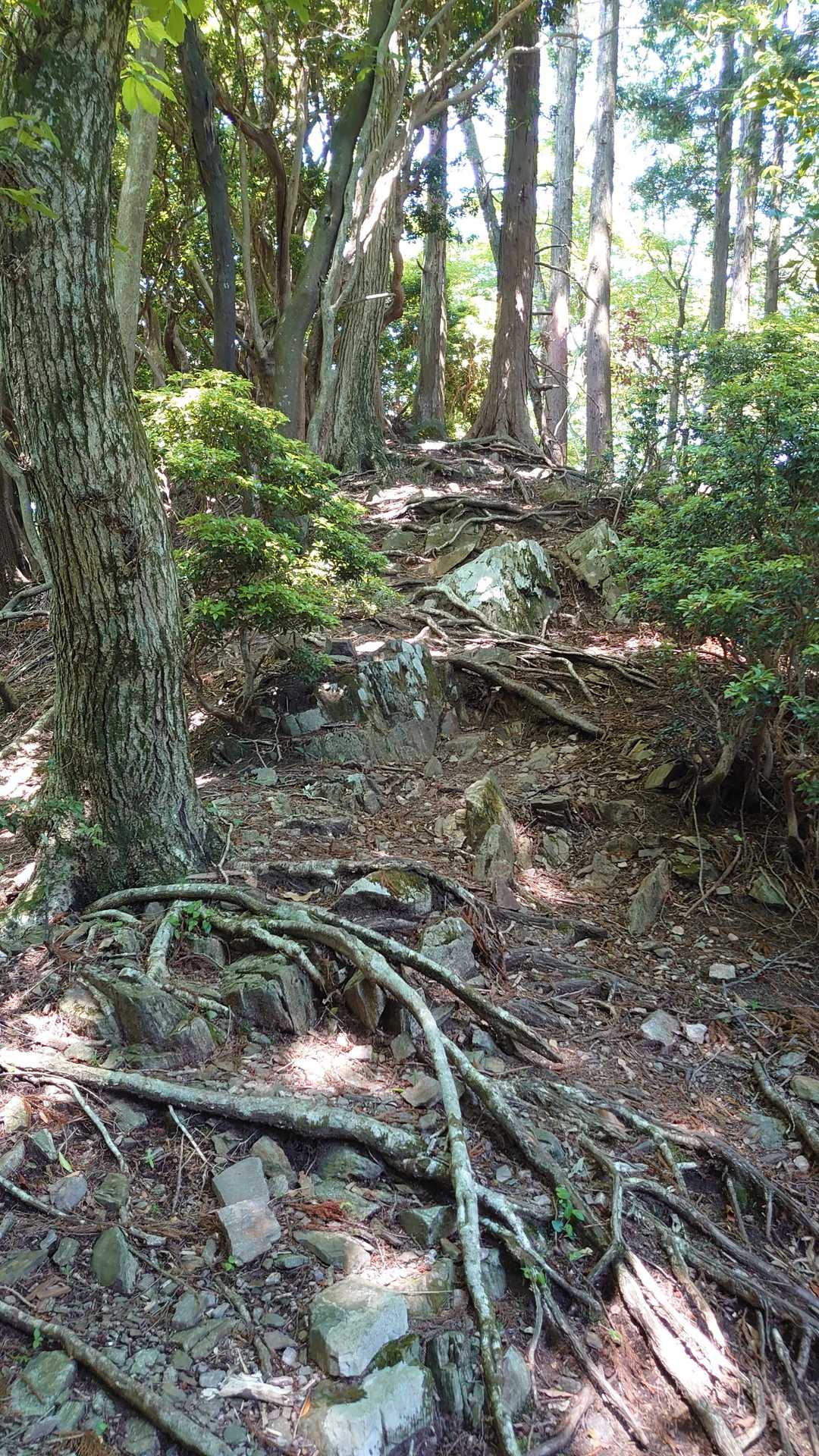 雲母谷の高-堀坂山 往復コースの写真