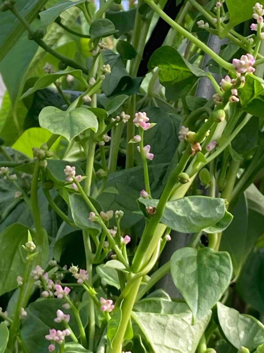 コレは？野菜の花にも👀
たぶんツルムラサキ🤔