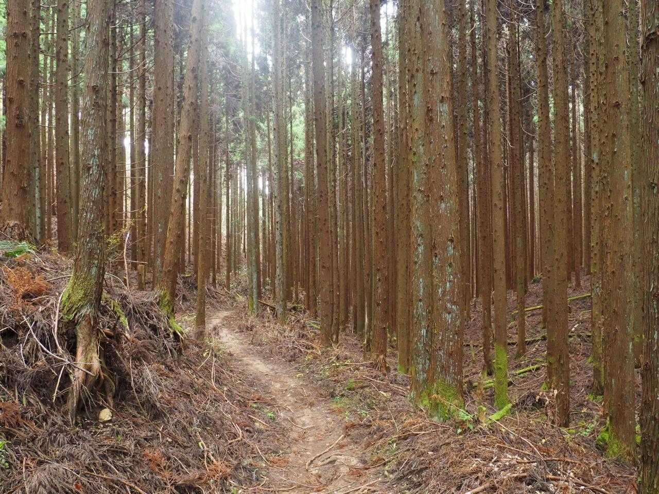林道を下ってもとに戻ります。