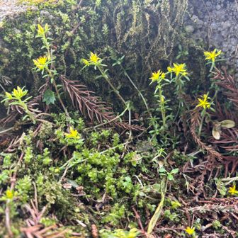 メノマンネングサが彼方此方に