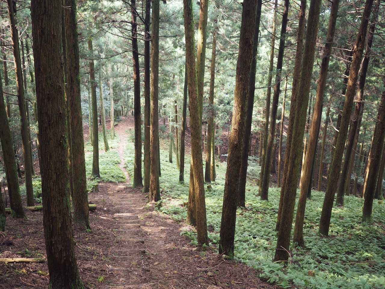 反対側に下ります
緑の中の一本道がいい感じ