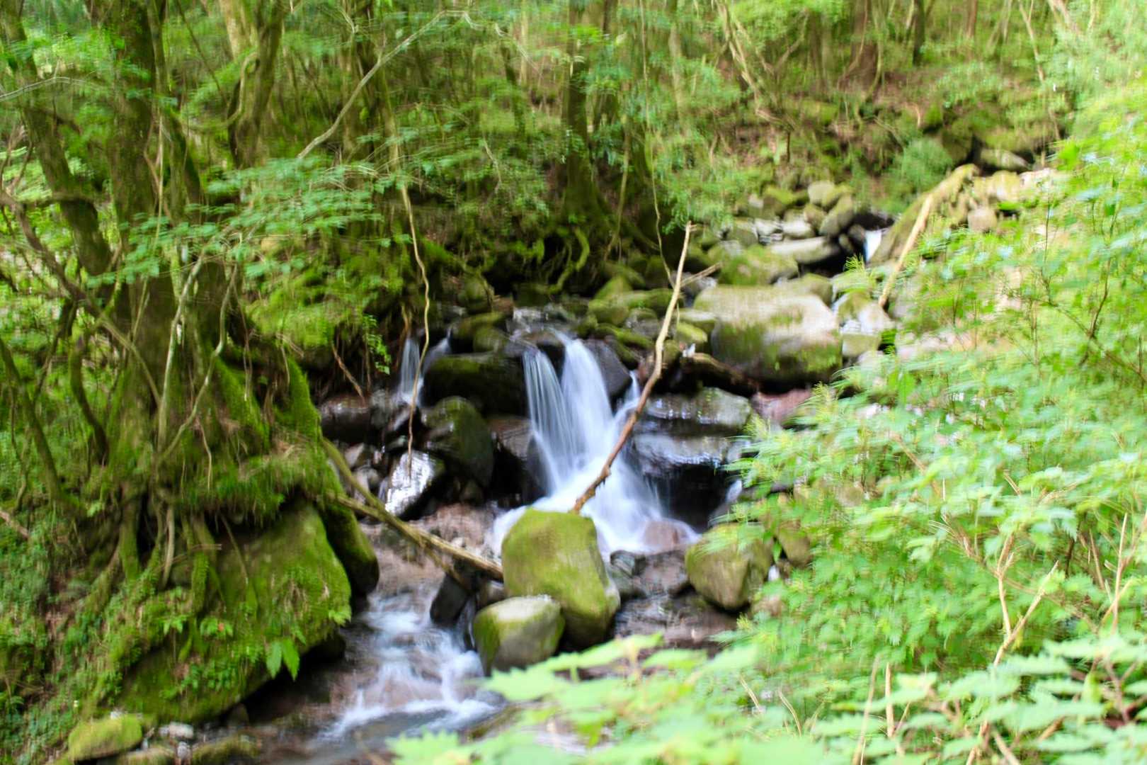 御前岳登山口-御前岳 往復コースの写真