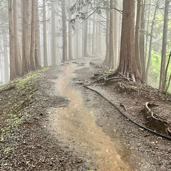 登山道は川に…😆
分岐からの下山道は川が滝と化していて川の中をジャブジャブ歩く感じになってしまいました💦濁った水の中は登山道の状況が確認できず転倒しないように歩くのが精一杯💦ヒルがくっ付いててもおかしくありませんでしたがそんなことを言ってる余裕もなしです😱写真を撮る手もスマホも濡れていて反応せず、証拠写真は撮れませんでした😇
