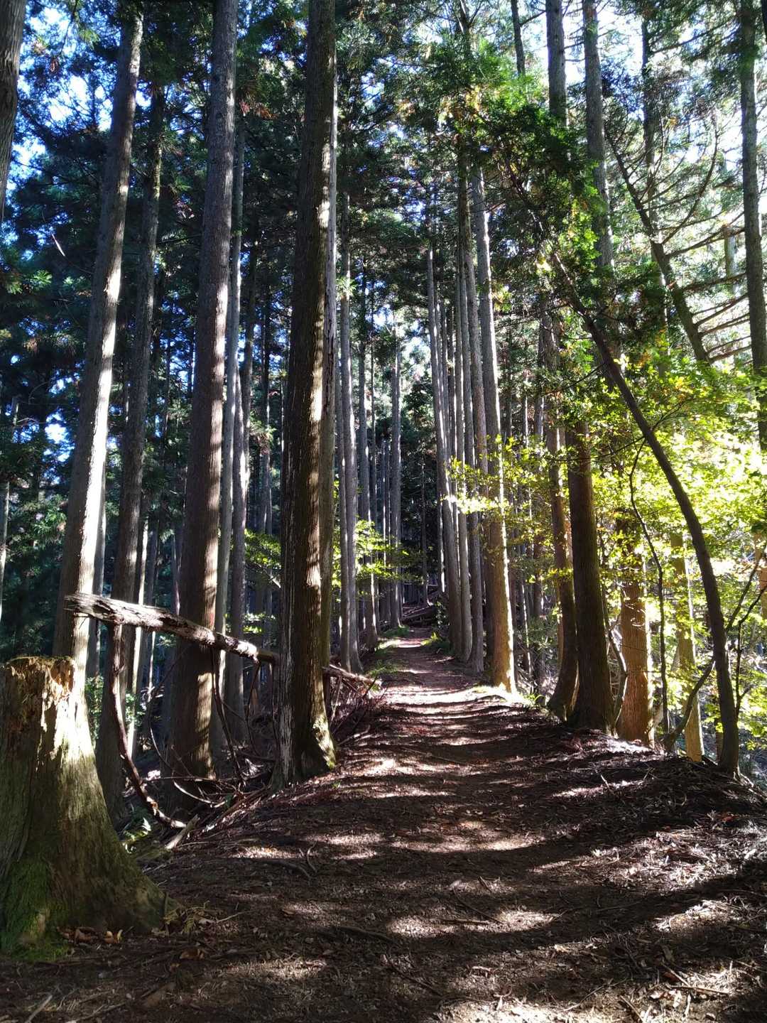 今畑登山口-笹峠-霊仙山最高点 往復コースの写真