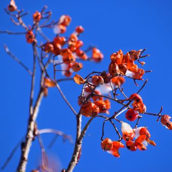 鳥海山・七高山・笙ヶ岳 なんの実？