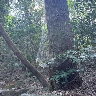 ビニール袋ぶら下がっとるかと思ったら🕷️の仕業やった🙃