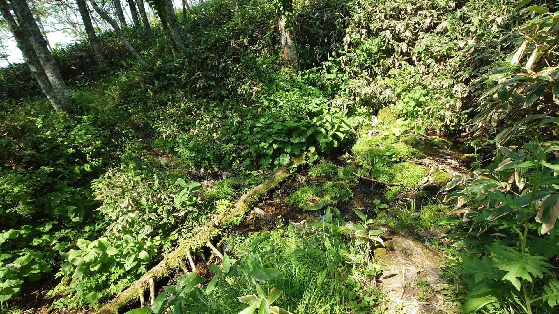 標津川の源流を渡ります。一部滑るので注意。