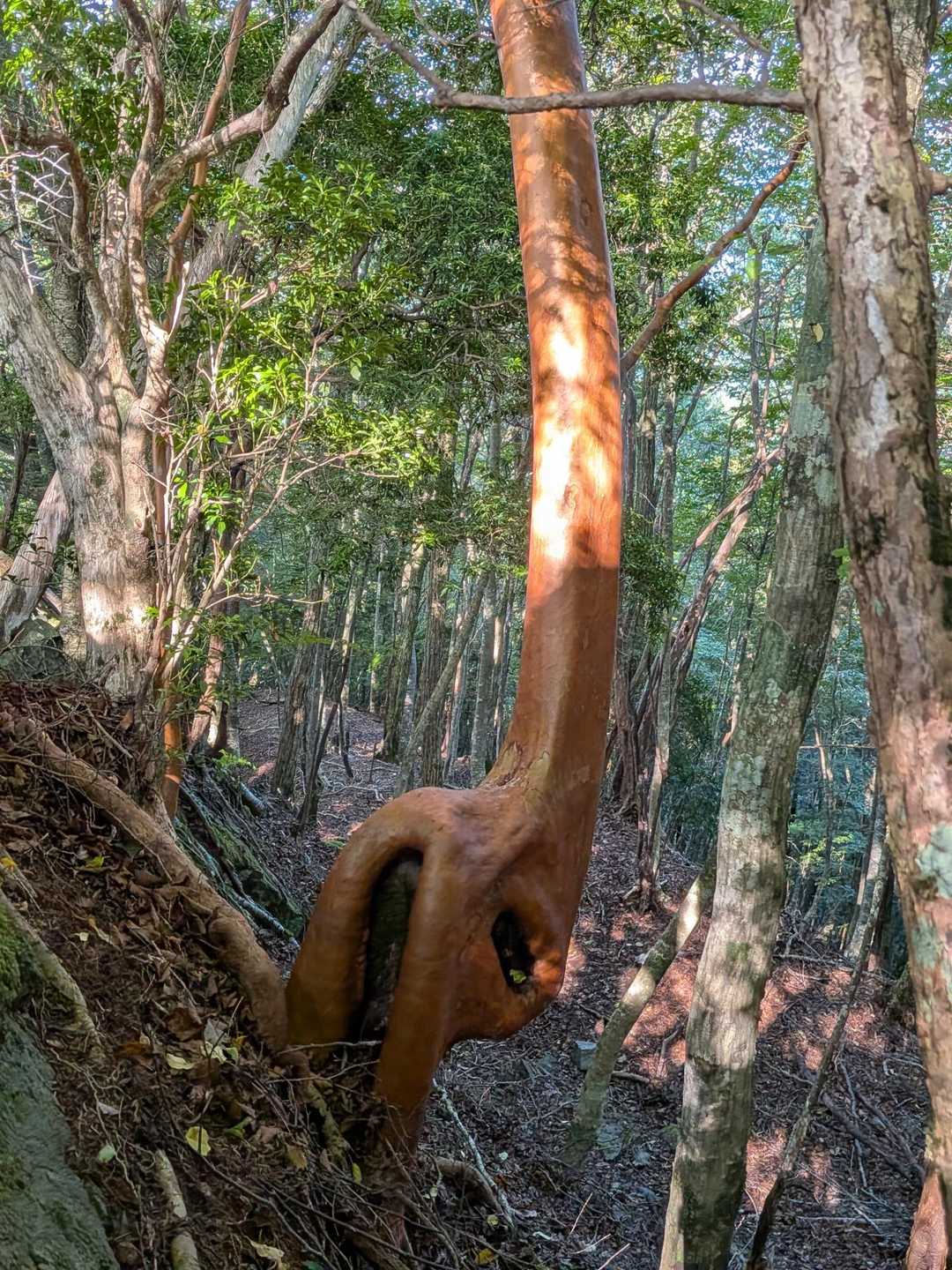 セクシーなヒメシャラ😍