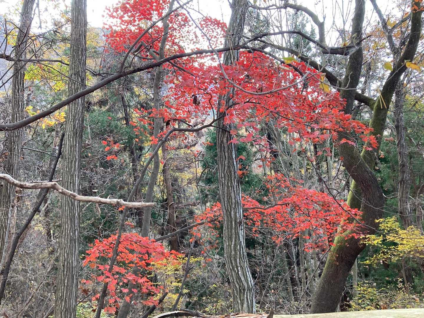 🍁