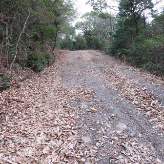 延々と続く林道