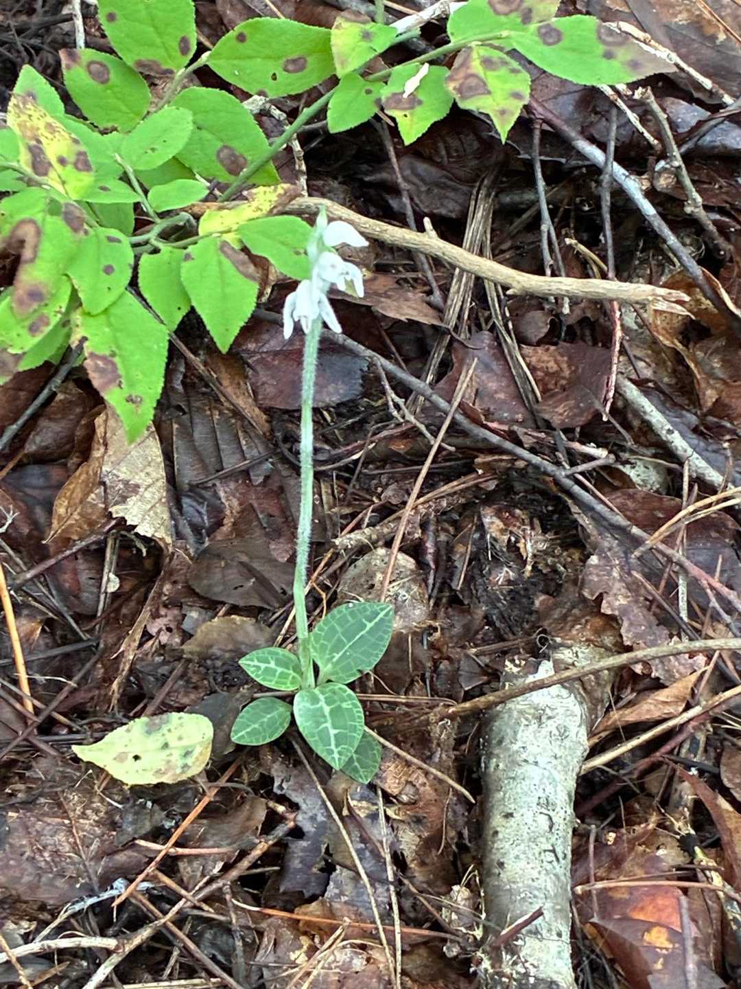 葉っぱが特徴的です。ミヤマウズラ