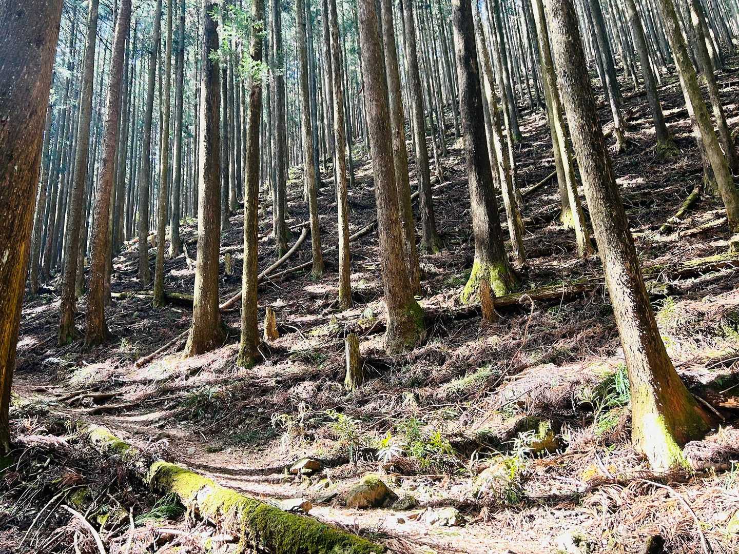 急斜面をジグザグに↗️↖️↗️↖️
ここから登る人は少ないみたいね