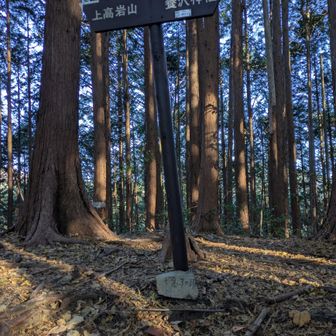 最初のピーク、大名子ノ頭は人工林の中