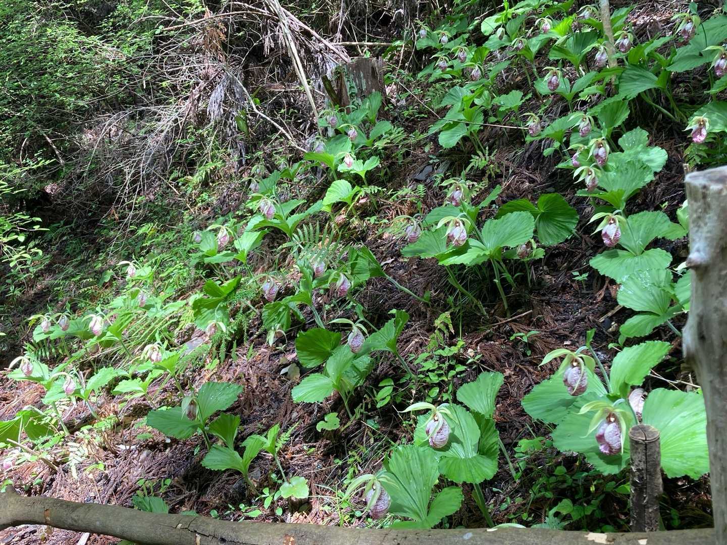 石谷山 往復コースの写真