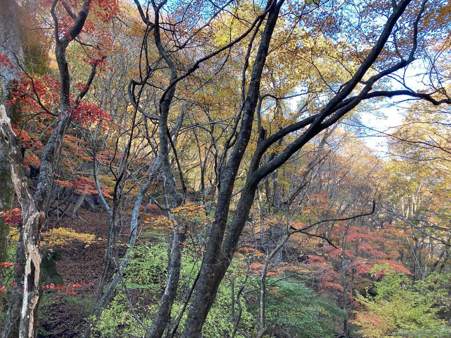 今水登山口-高塚山 往復コースの写真