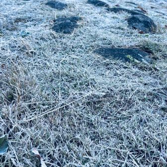 白〜くなってるのを今年初めて見ました。