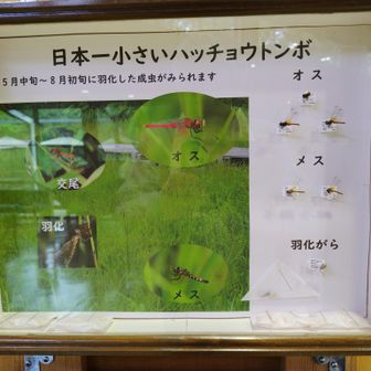 ハッチョウトンボの展示