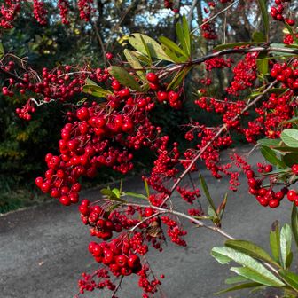 鮮やかな赤　ピラカンサ？