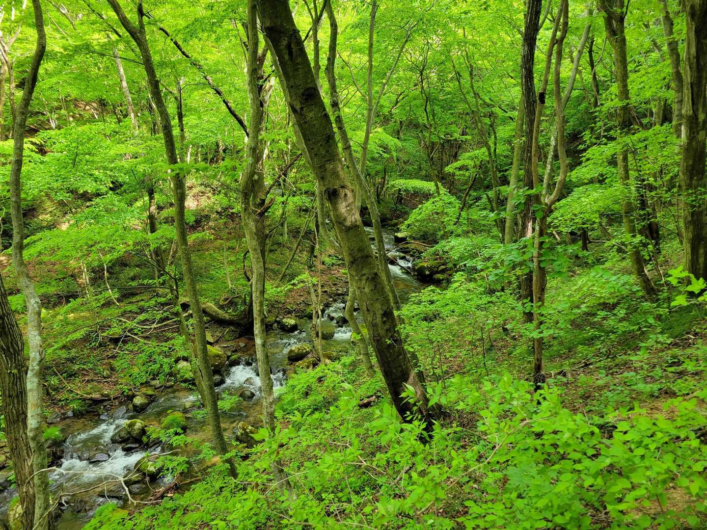 新緑が綺麗で癒される🌿