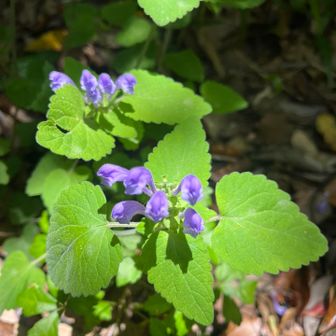 五井山・宮路山・御堂山 ちょっとだけ花咲いてました