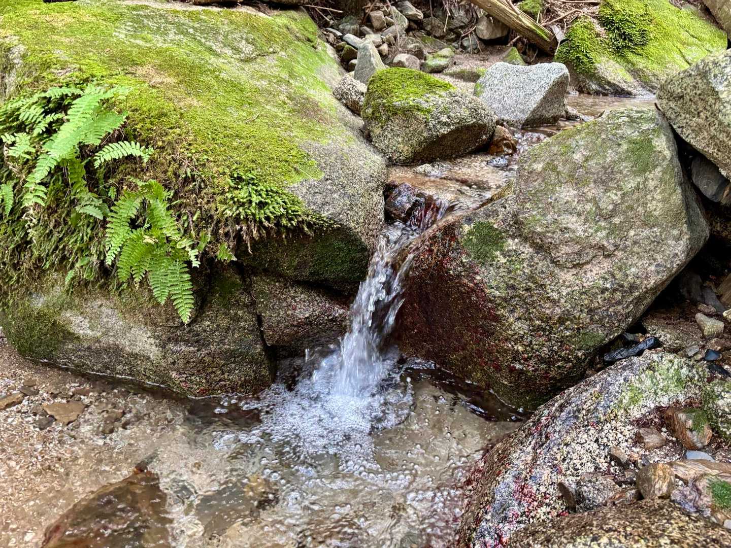 静かにしろい、沢のせせらぎが何度でも私を甦らせる