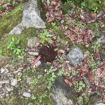 熊の糞？
周囲に足跡などはありません。