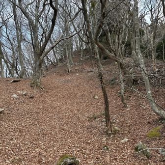 先はまだ長いから進む👉落ち葉がいいクッションとなって疲労軽減👌