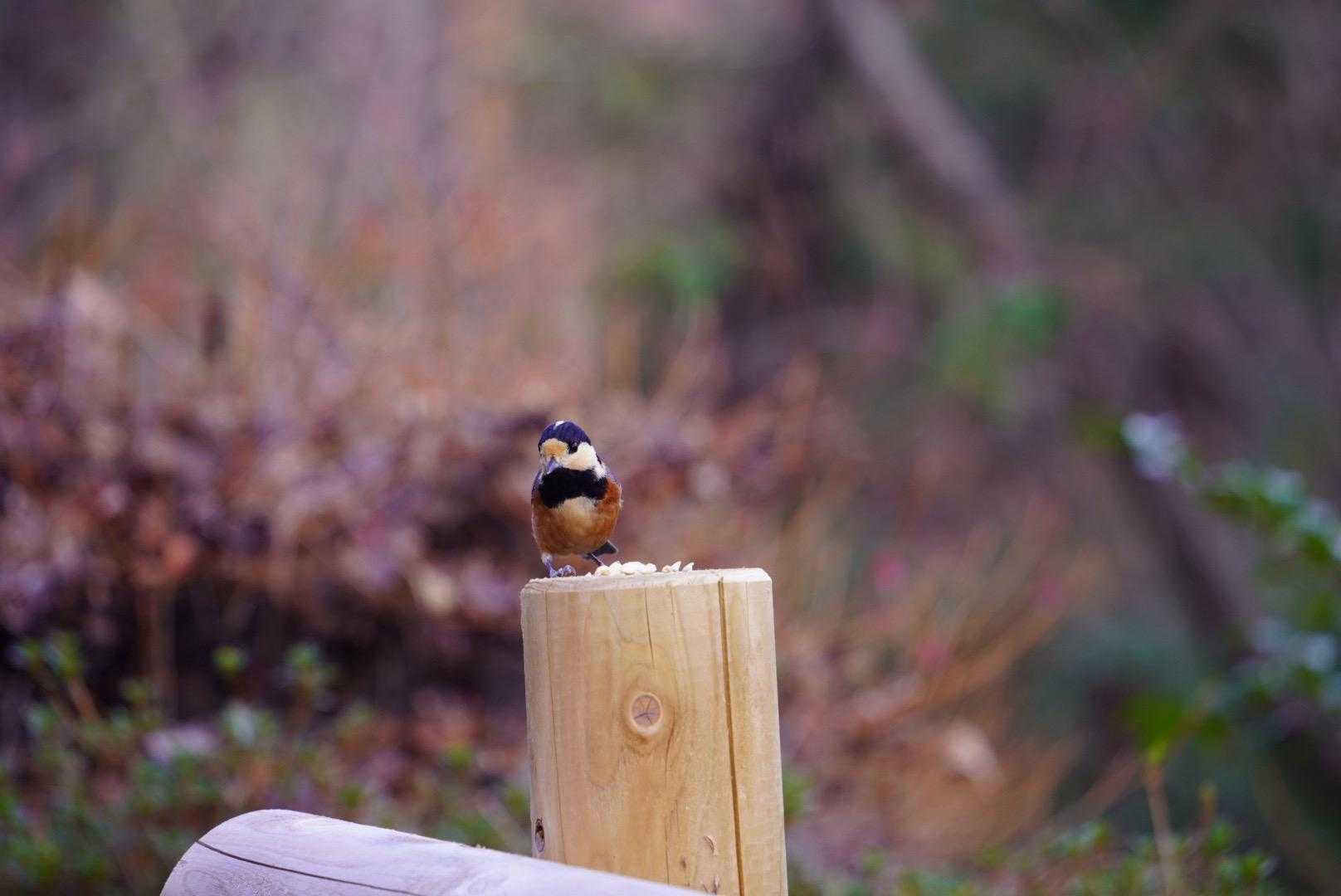 撮れた📸