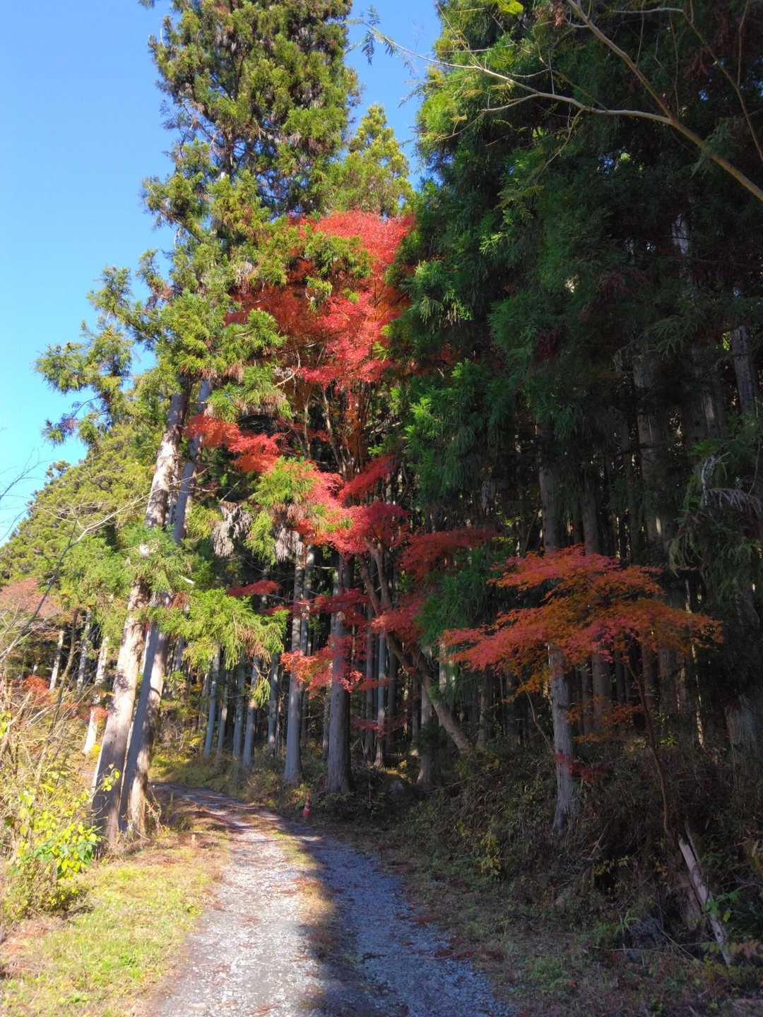 竪破山登山道入口-黒前神社二の鳥居-竪破山登山口-黒前神社 往復コースの写真