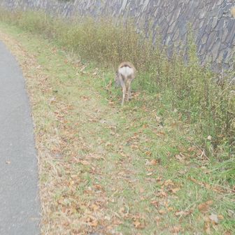 子鹿がいた。
鈍いのか慣れてるのか全然逃げない。