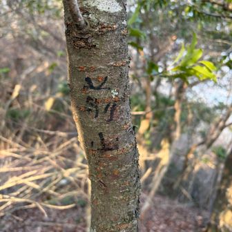 今回は見つけることができた！
手書きの山頂。