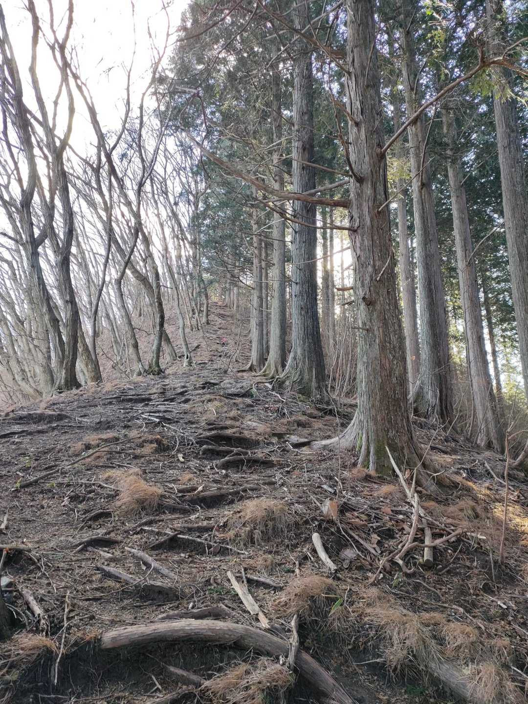 大鳥屋山への登りは想像以上に急だった。
右側が植林、左側が原生林。