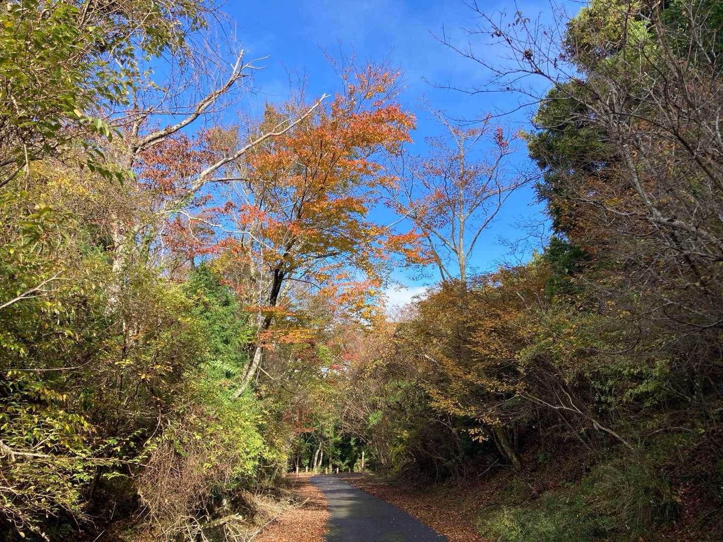 青空に紅葉がきれいです