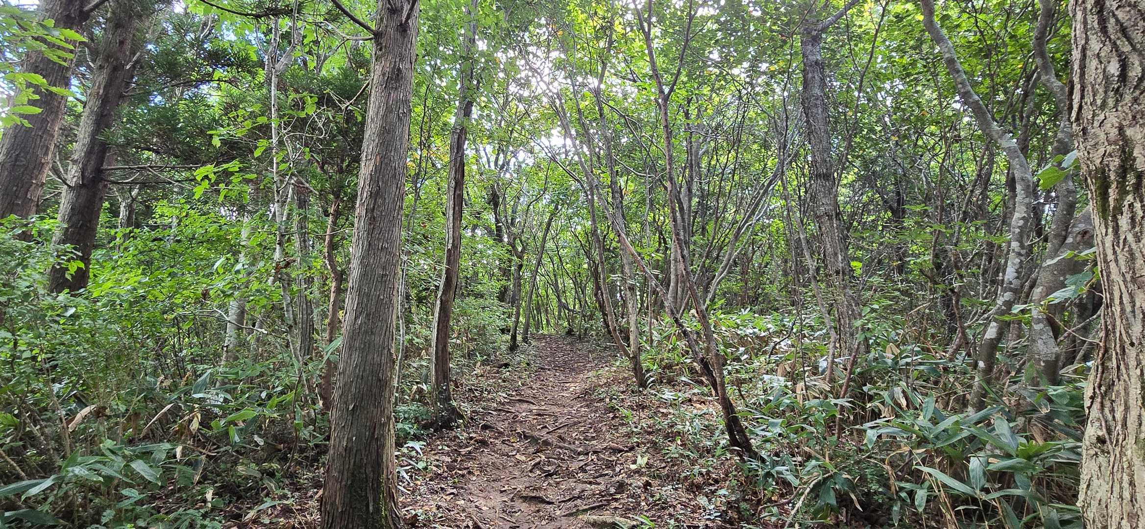 ここは、このような走り易いトレイルが多いです🏃‍♂️