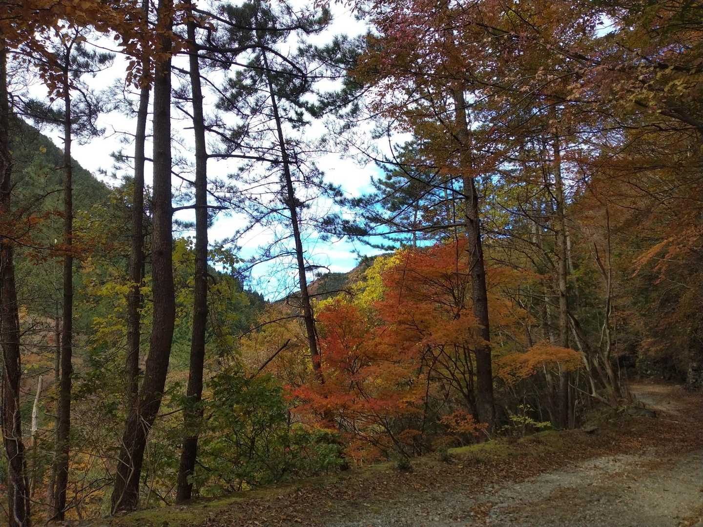 長い林道歩き。